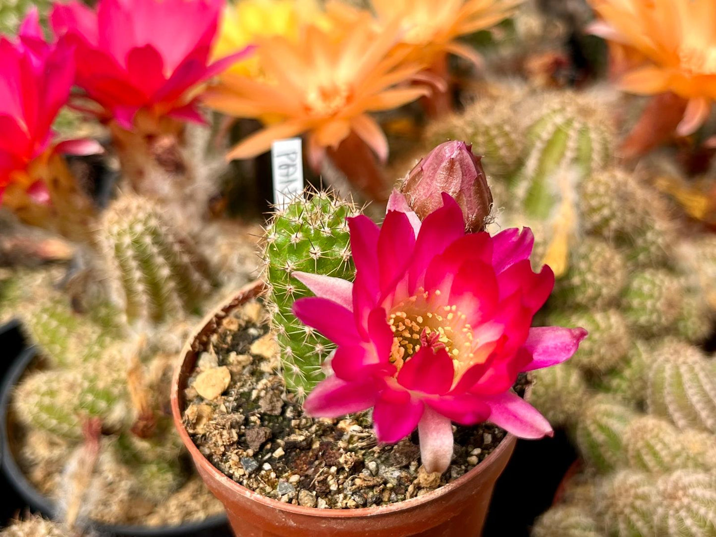 Chamaecereus hybr. PAN 17.4.126