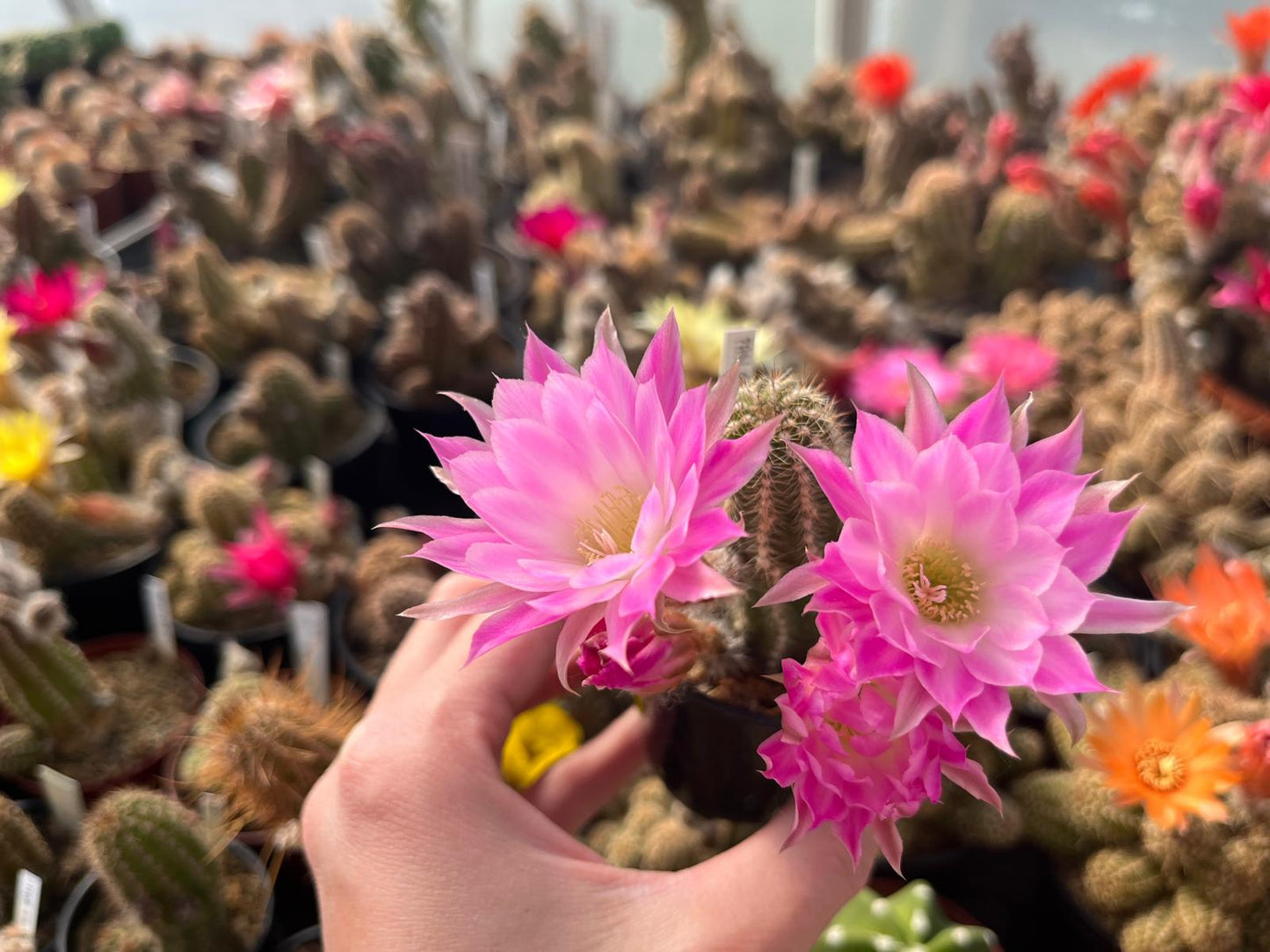 Chamaecereus hybr. PAN 17.8.5