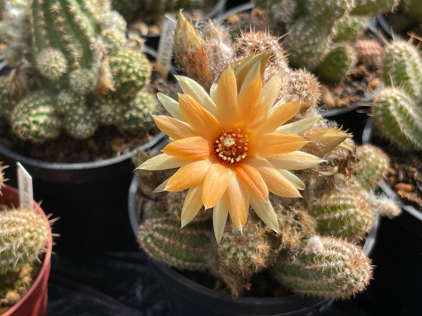 Chamaecereus hybr. Hajek 23.016