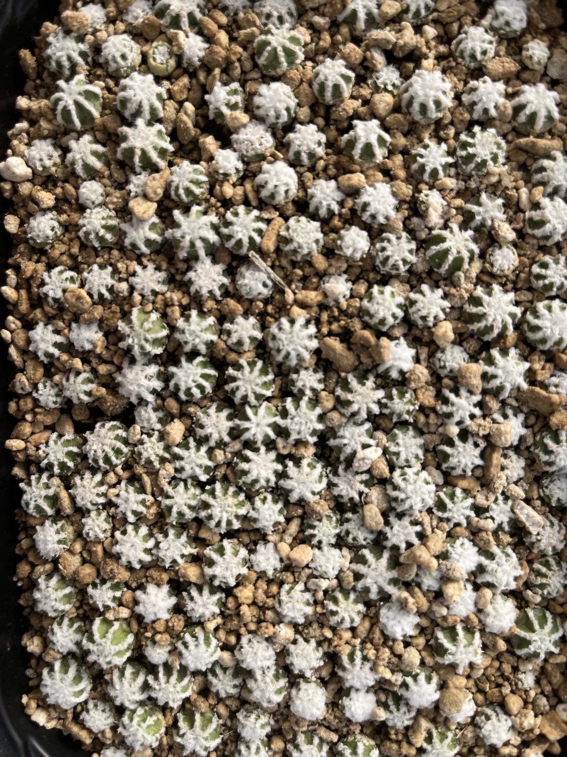 Aztekium hintonii f. minor GCG 13116 - seedlings