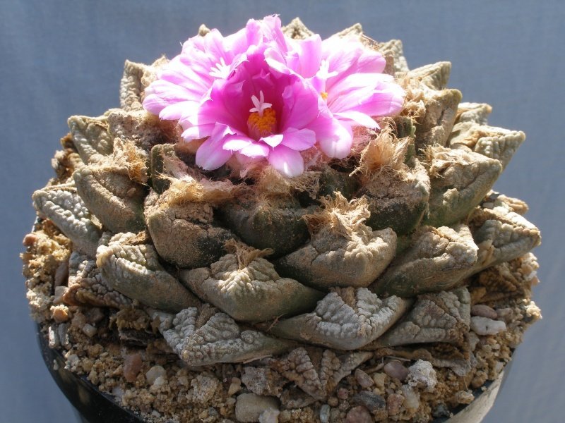 Ariocarpus fissuratus, Sanderson Ranch, Tx