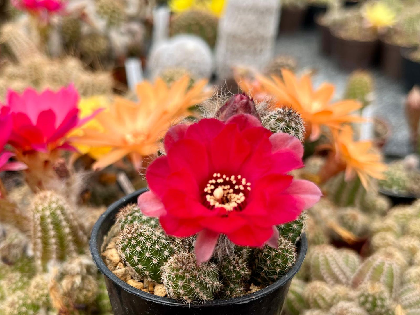 Chamaecereus hybr. PK 1