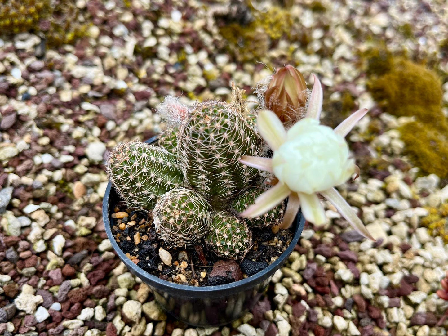 Chamaecereus hybr. white flower 02