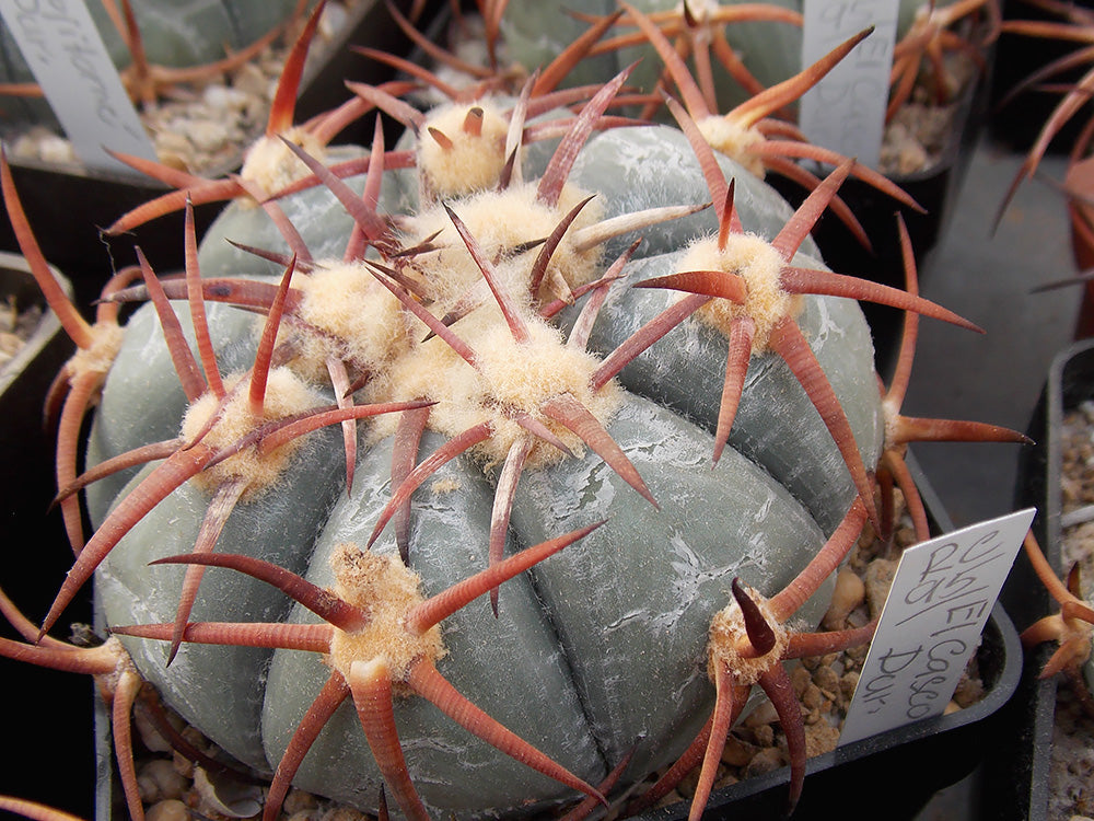 Echinocactus horizonthalonius RC 95 El Casco, Dur - 10 seeds