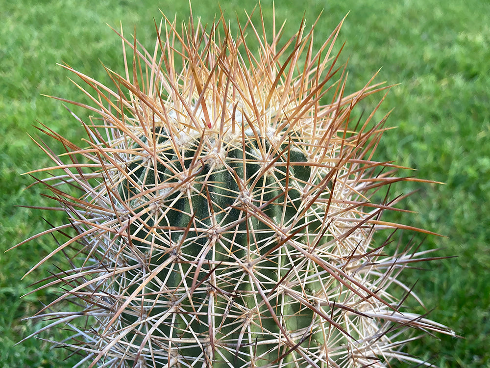 Echinomastus johnsonii v. lutescens VZD 614 Union Pass, Az - 10 seeds