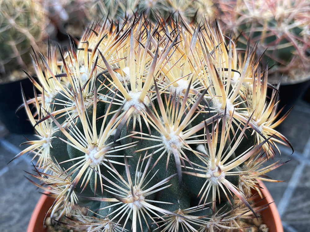 Echinomastus unguispinus var. laui SB 525 Salinas, SLP