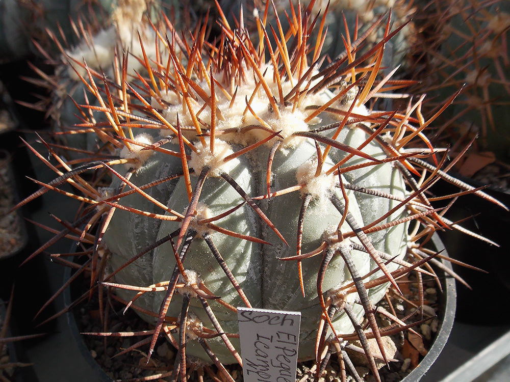 Echinocactus horizonthalonius El Pegueto, Icamole, NL - 10 seeds