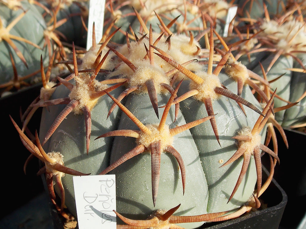 Echinocactus horizonthalonius RC 189 Peňoles, Dur