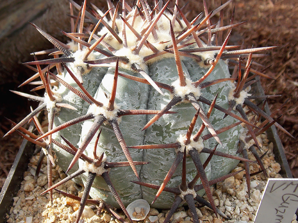 Echinocactus horizonthalonius VM 896 Guzman, Coah