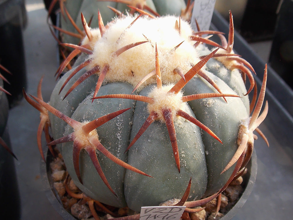 Echinocactus horizonthalonius VZD 1196 Dury, Dur - 10 seeds