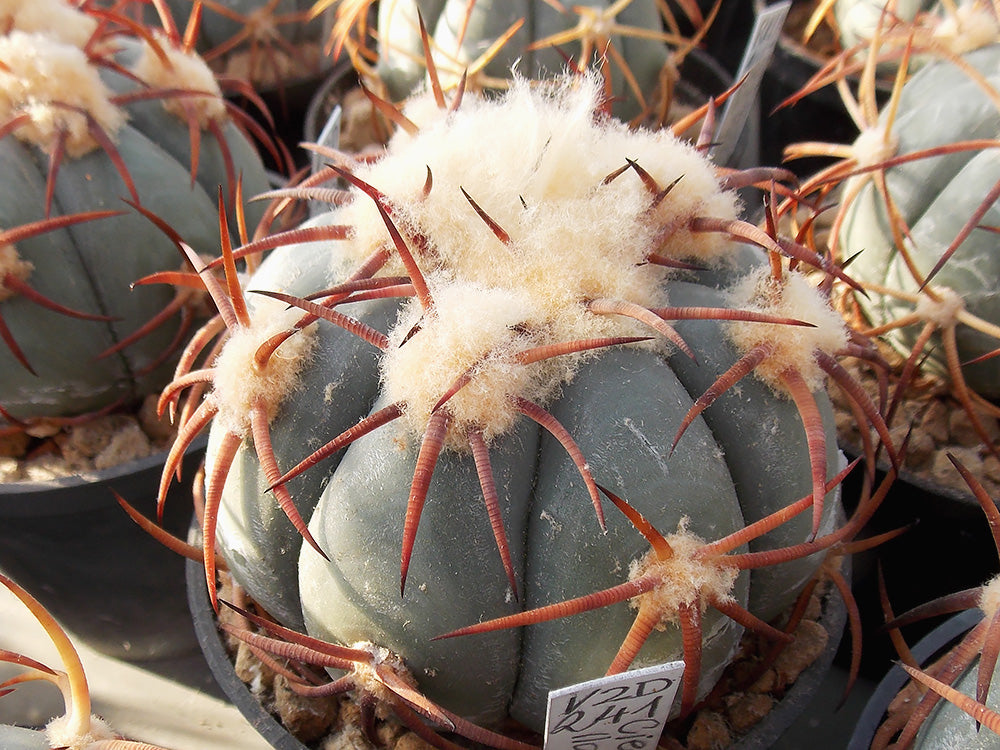 Echinocactus horizonthalonius VZD 241 Cieneguillas, Dur - 10 seeds