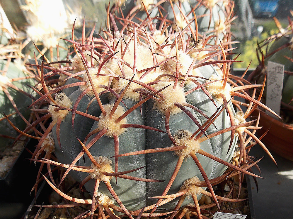 Echinocactus horizonthalonius VZD 699 Pajarito, Chih - 10 seeds