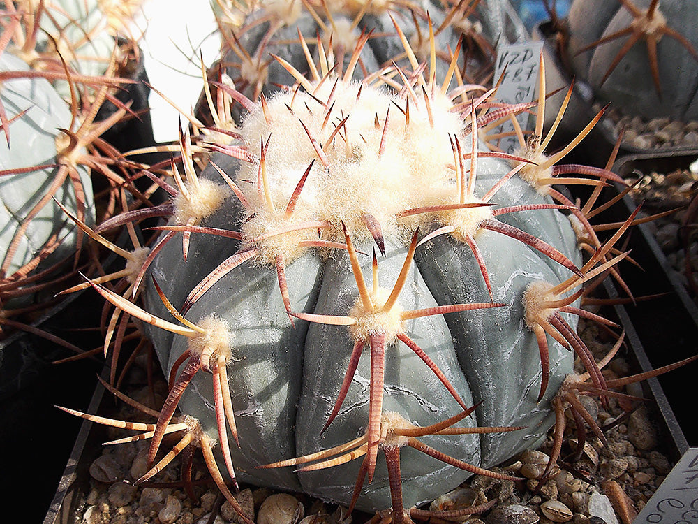 Echinocactus horizonthalonius VZD 787 Tecolote, Zac