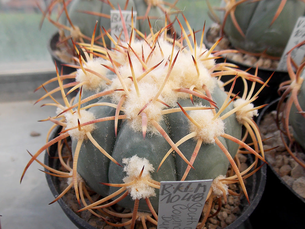 Echinocactus horizonthalonius BKLM 1048 South of Covandonga, Dur - 10 seeds