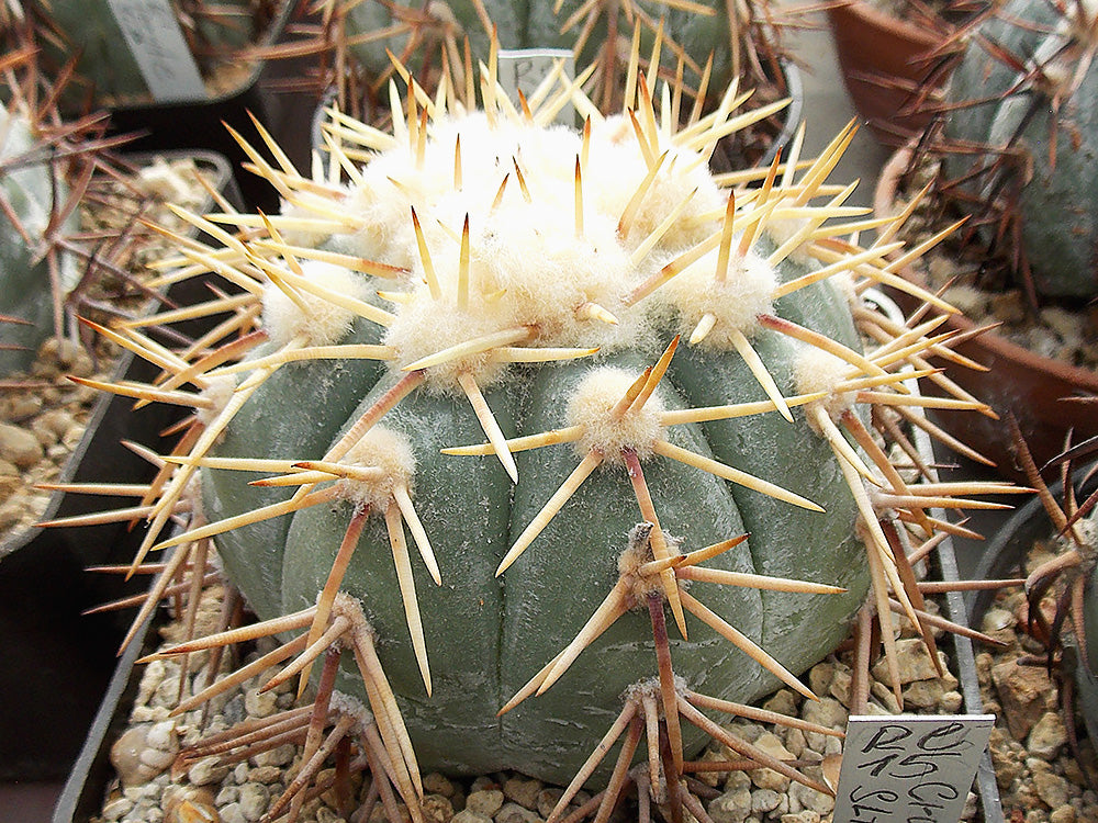 Echinocactus horizonthalonius RC 15 Las Cruces - El Rosario, SLP - 10 seeds