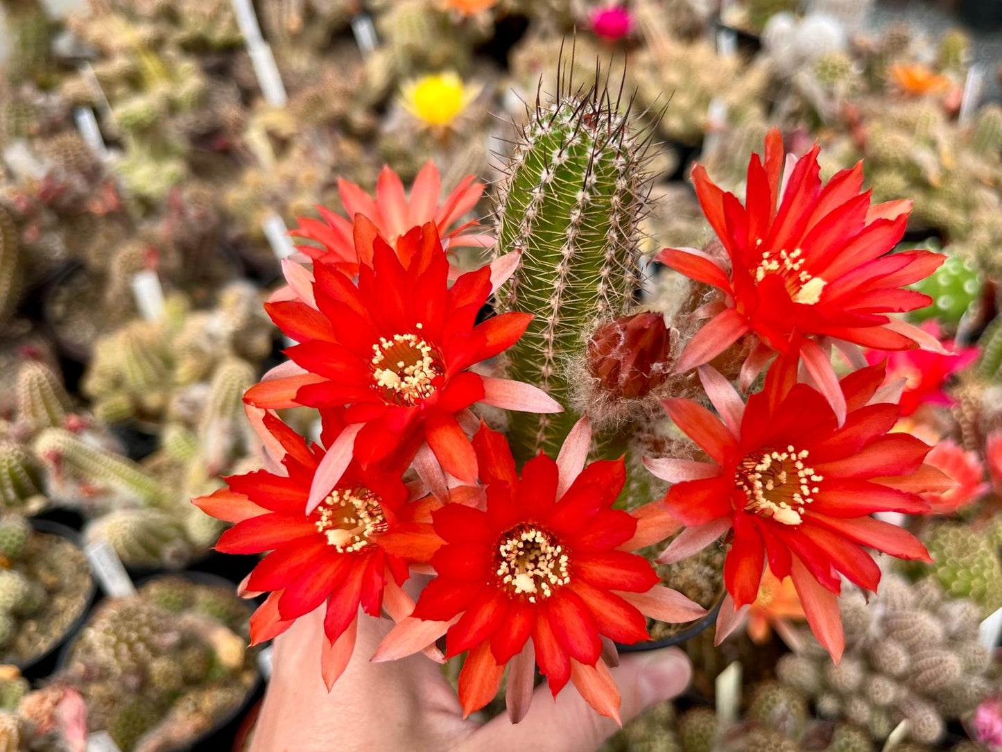 Chamaecereus hybr. Hajek 23.006