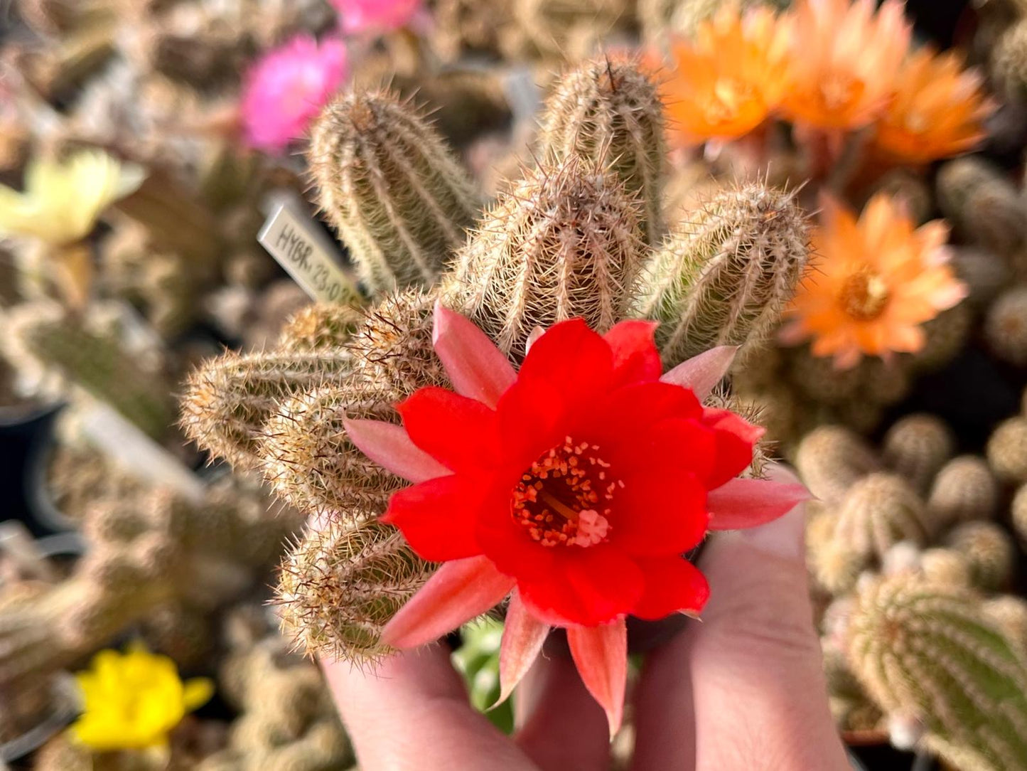 Chamaecereus hybr. Hajek 23.035