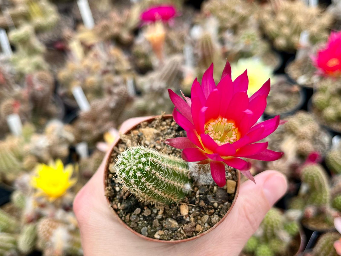 Chamaecereus hybr. Hajek 23.038