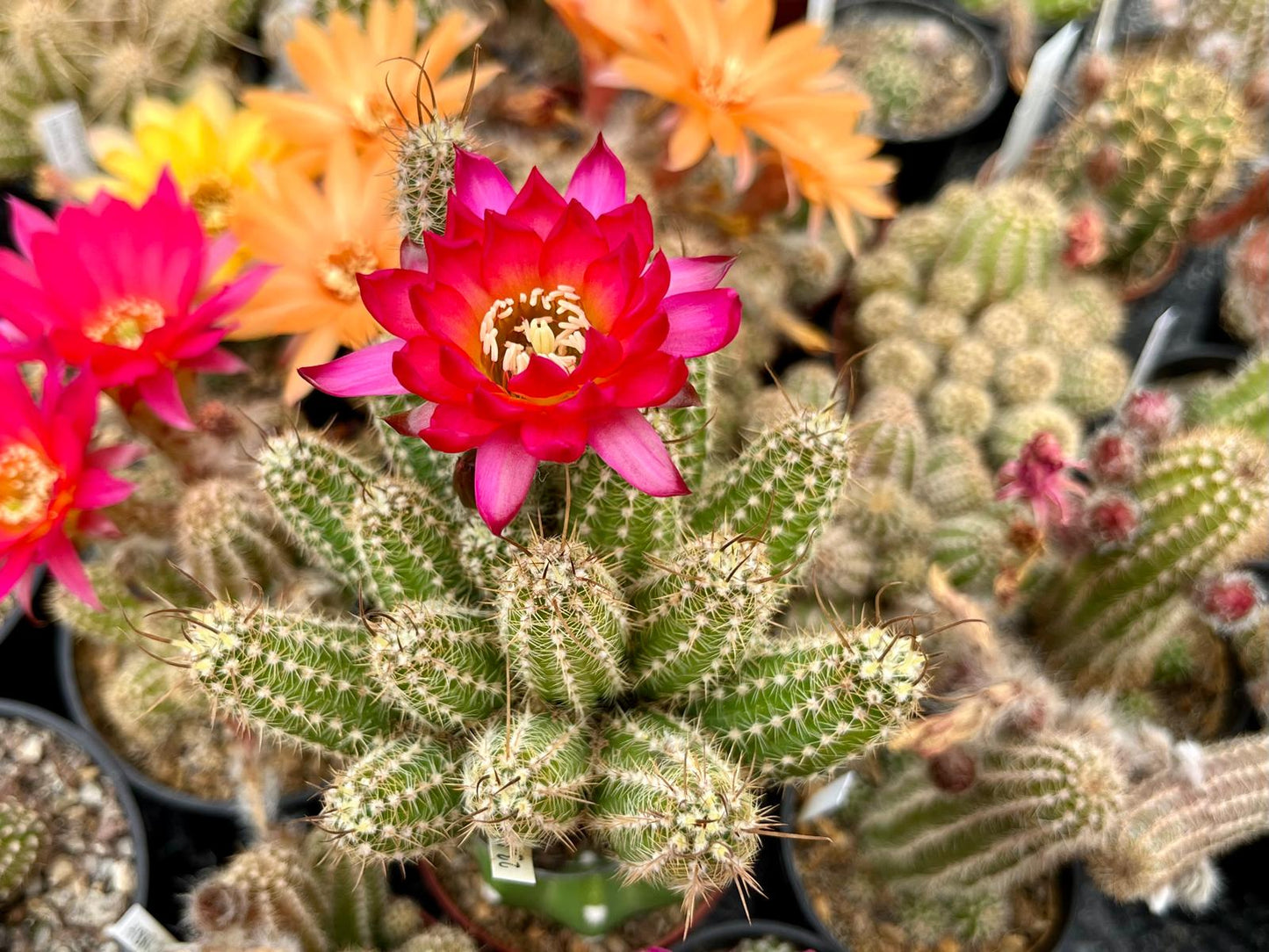 Chamaecereus hybr. Hajek 23.039