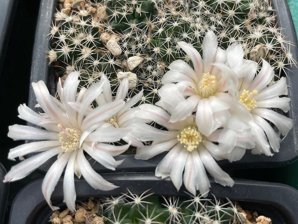 Mammillaria coahuilensis VM 809 Vanegas, SLP