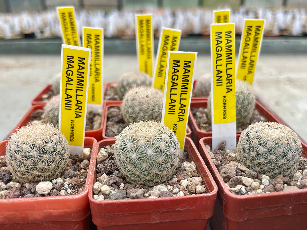 Mammillaria magallanii  Hajek-kaktusy