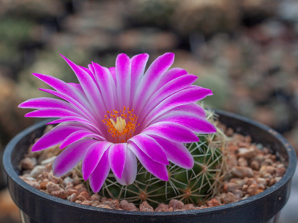 Mammillaria napina HR 164 Cañada de Morelos, Pue