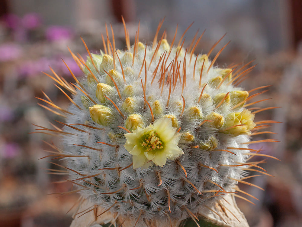 Mammillaria perez de la rosa yellow spine hot