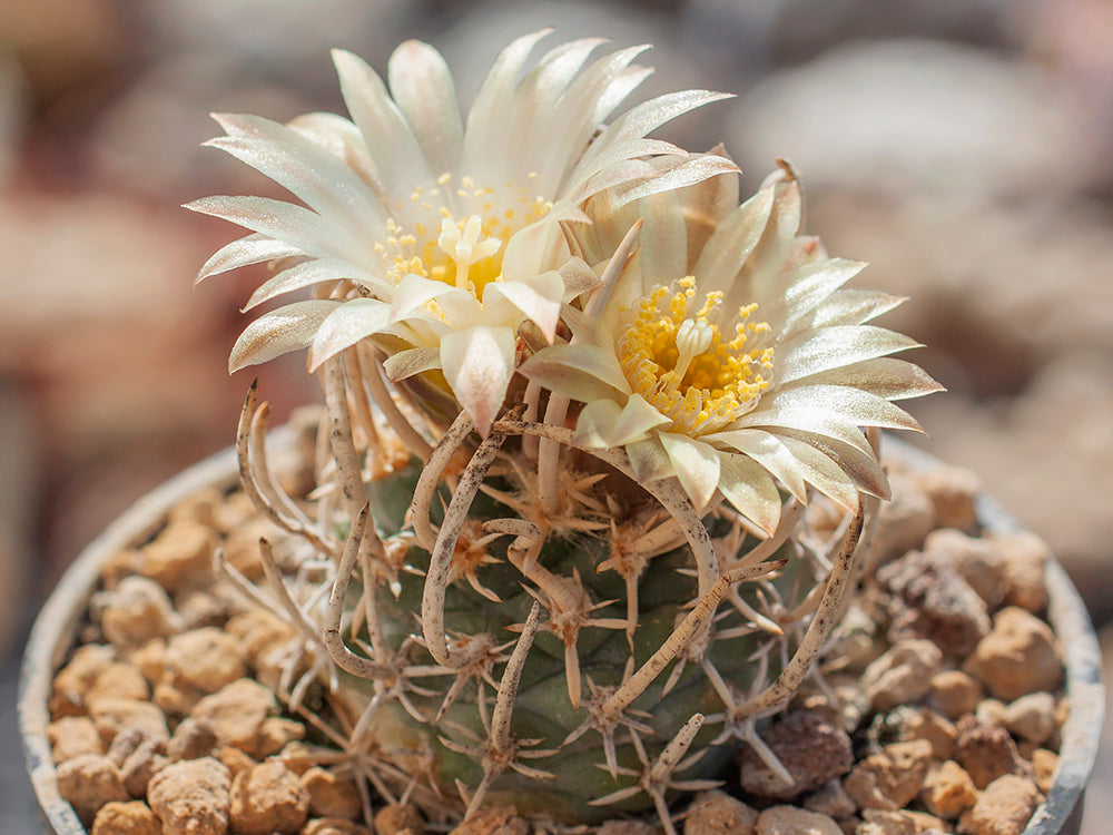 Navajoa peeblesiana ssp. fickeisenii PJR 459 Mt Trumbull Rd, Az - grafted