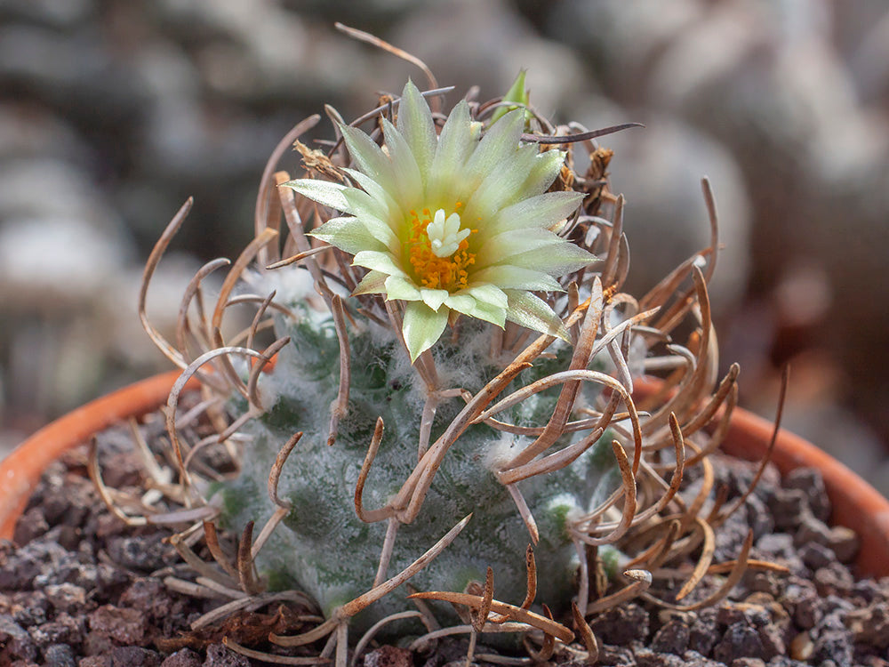 Turbinicarpus schmiedickeanus ssp. dickisoniae RS 321A Aramberri - Lampacitos, NL - 10 Samen