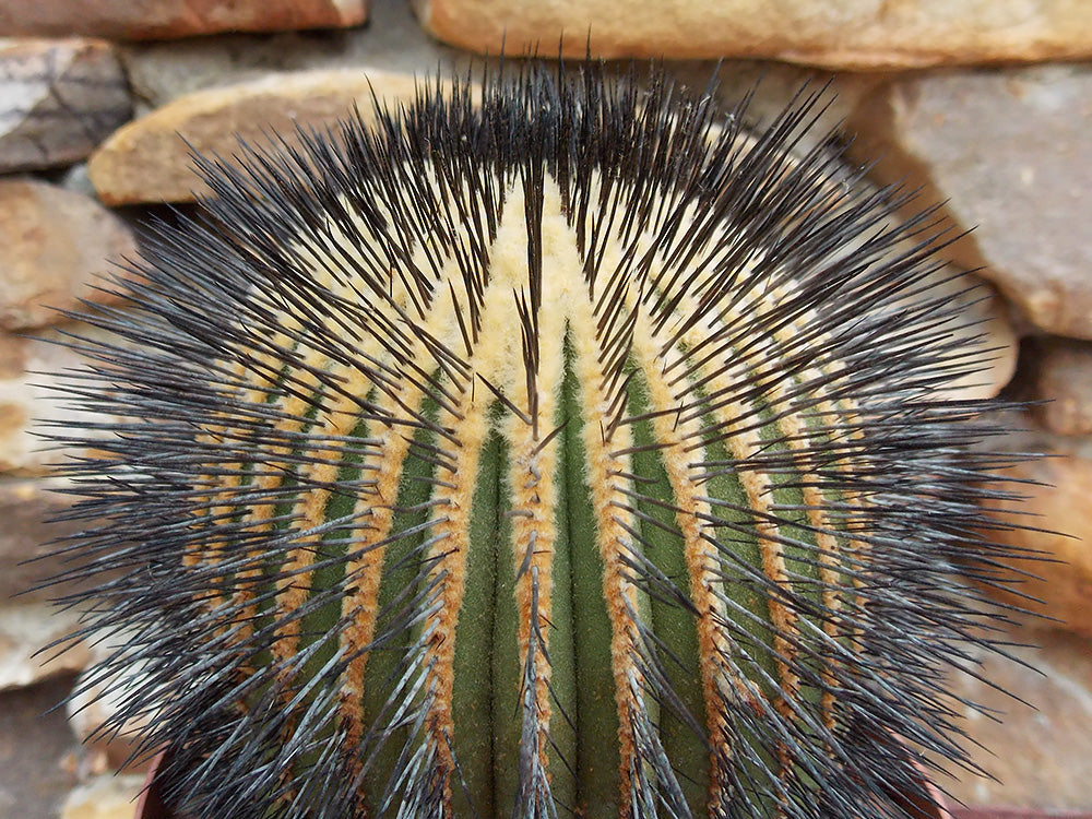 Uebelmannia pectinifera var. crebrispina HU 642 Barao de Quacuy, Minas Gerais, Brazil - 10 seeds