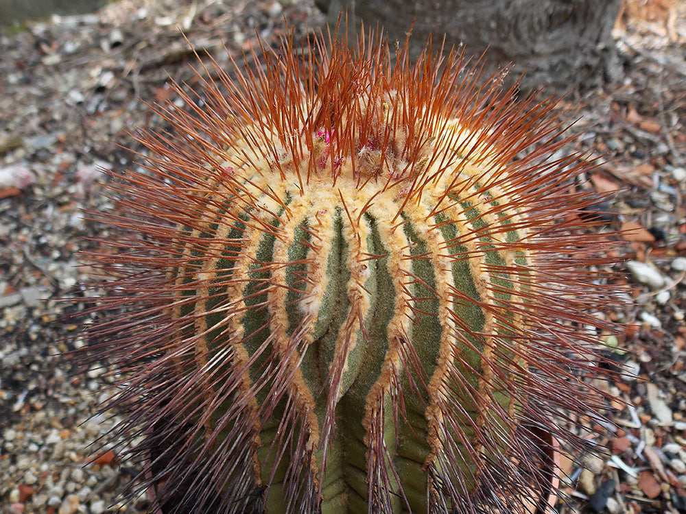 Uebelmannia pectinifera var. flavispina - 10 seeds