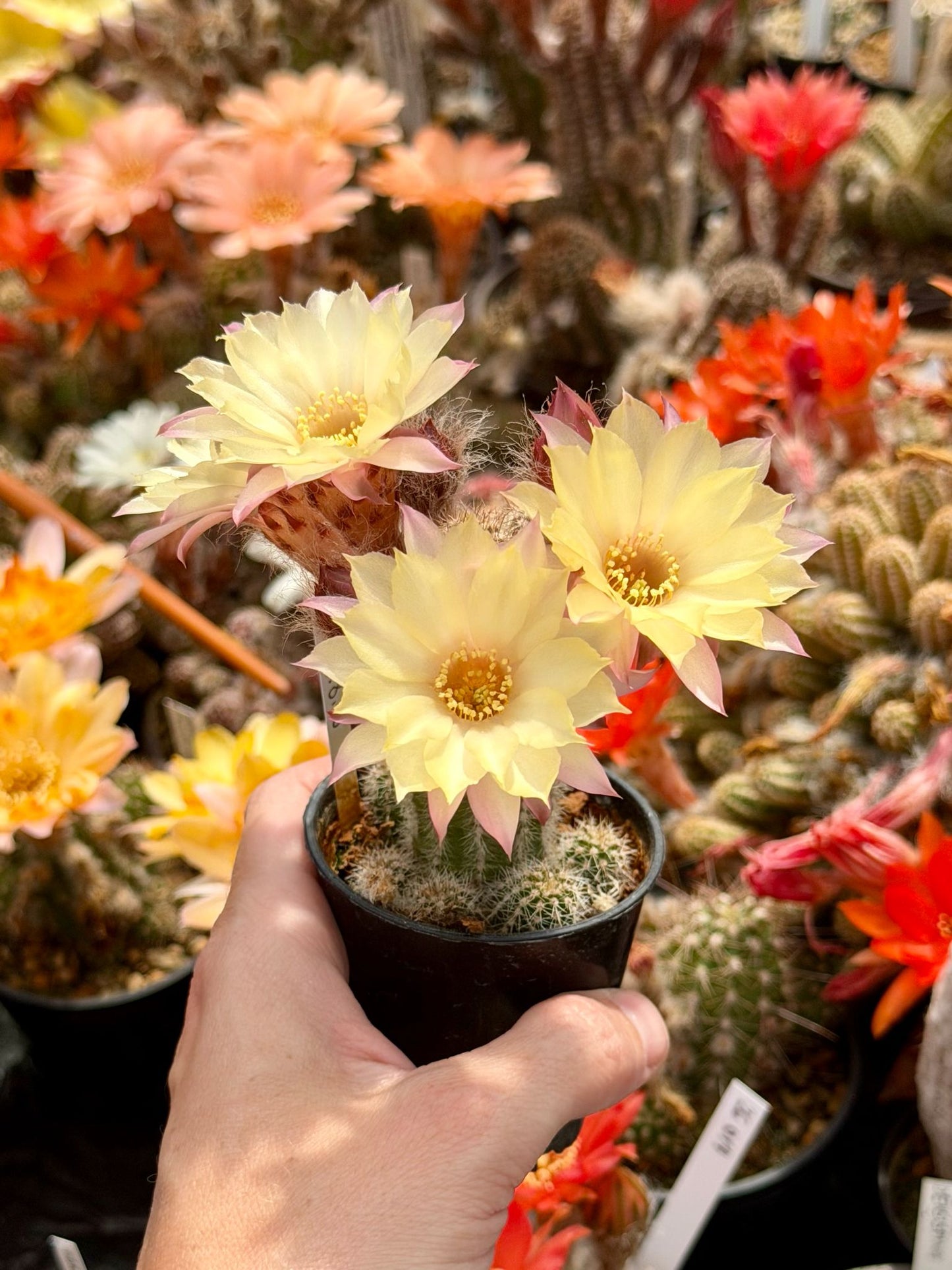 Chamaecereus hybr. PAN 17.8.48