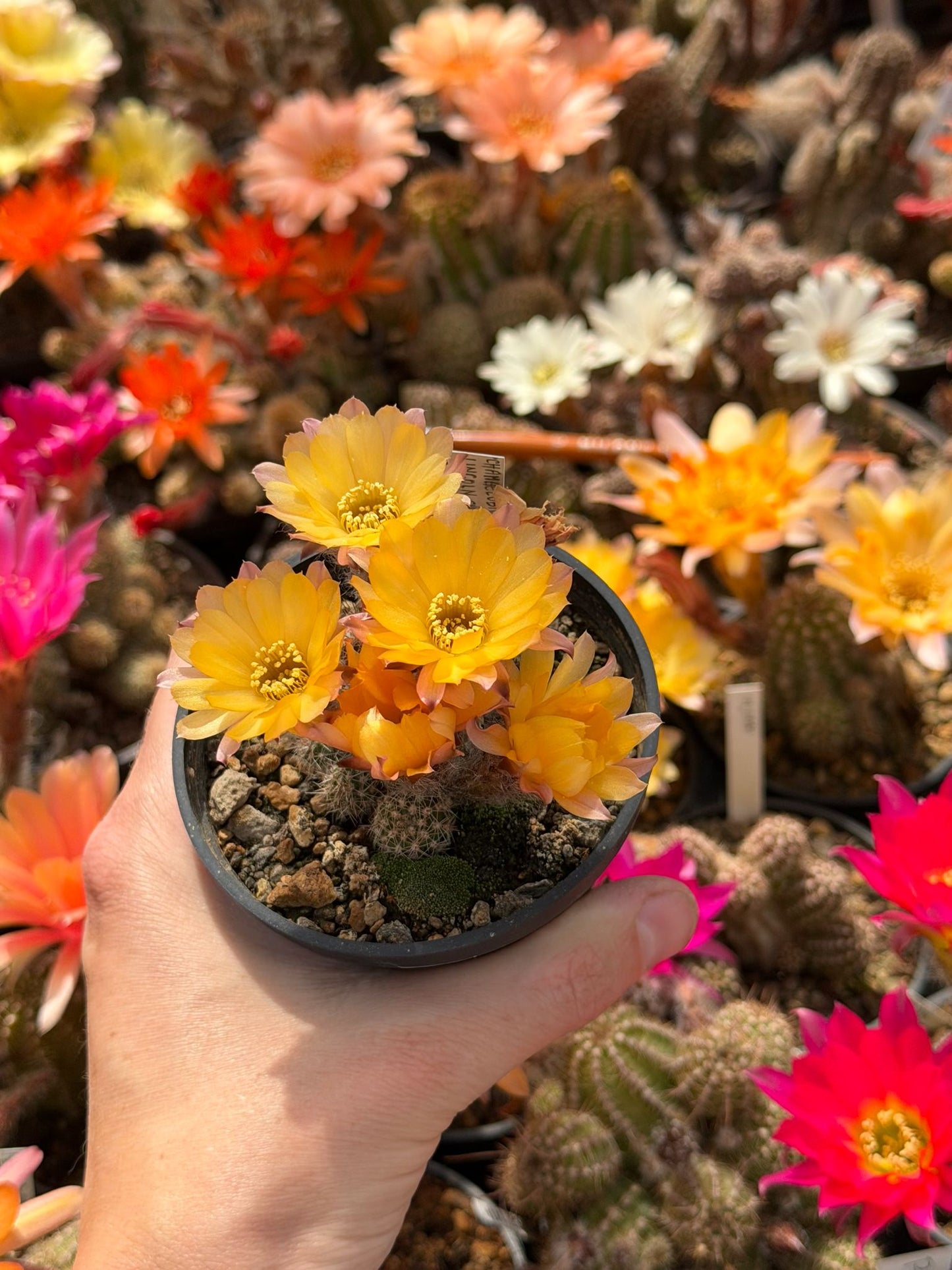 Chamaecereus hybr. Lincoln Shades