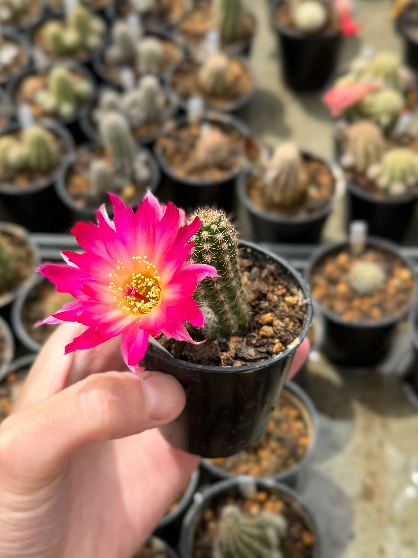 Chamaecereus hybr. PAN 17.4.126