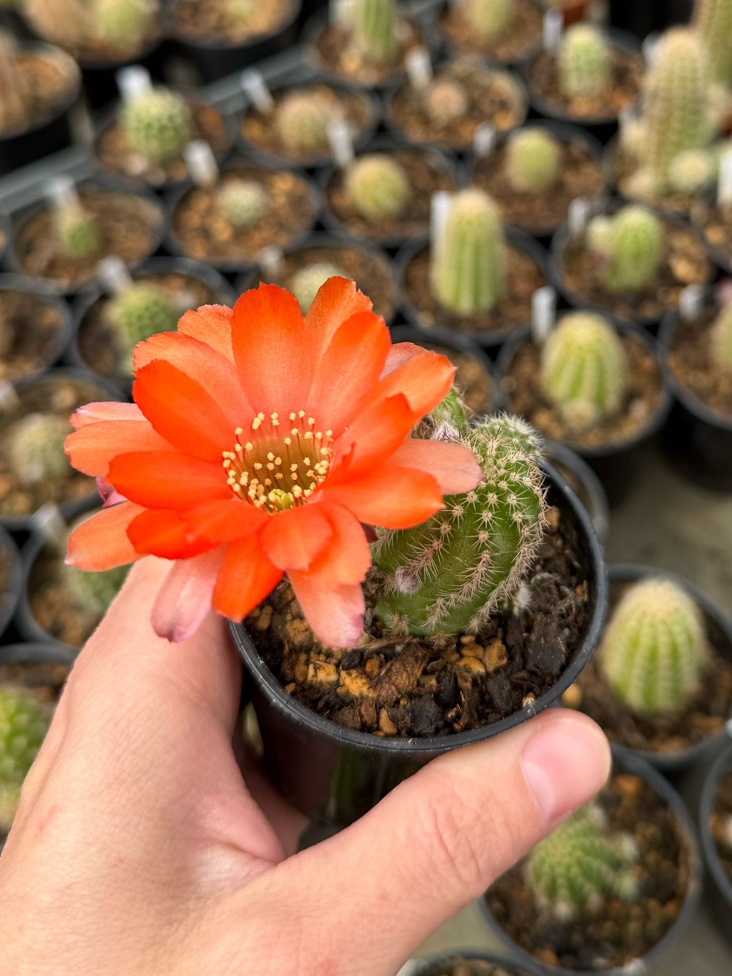 Chamaecereus hybr. Edith