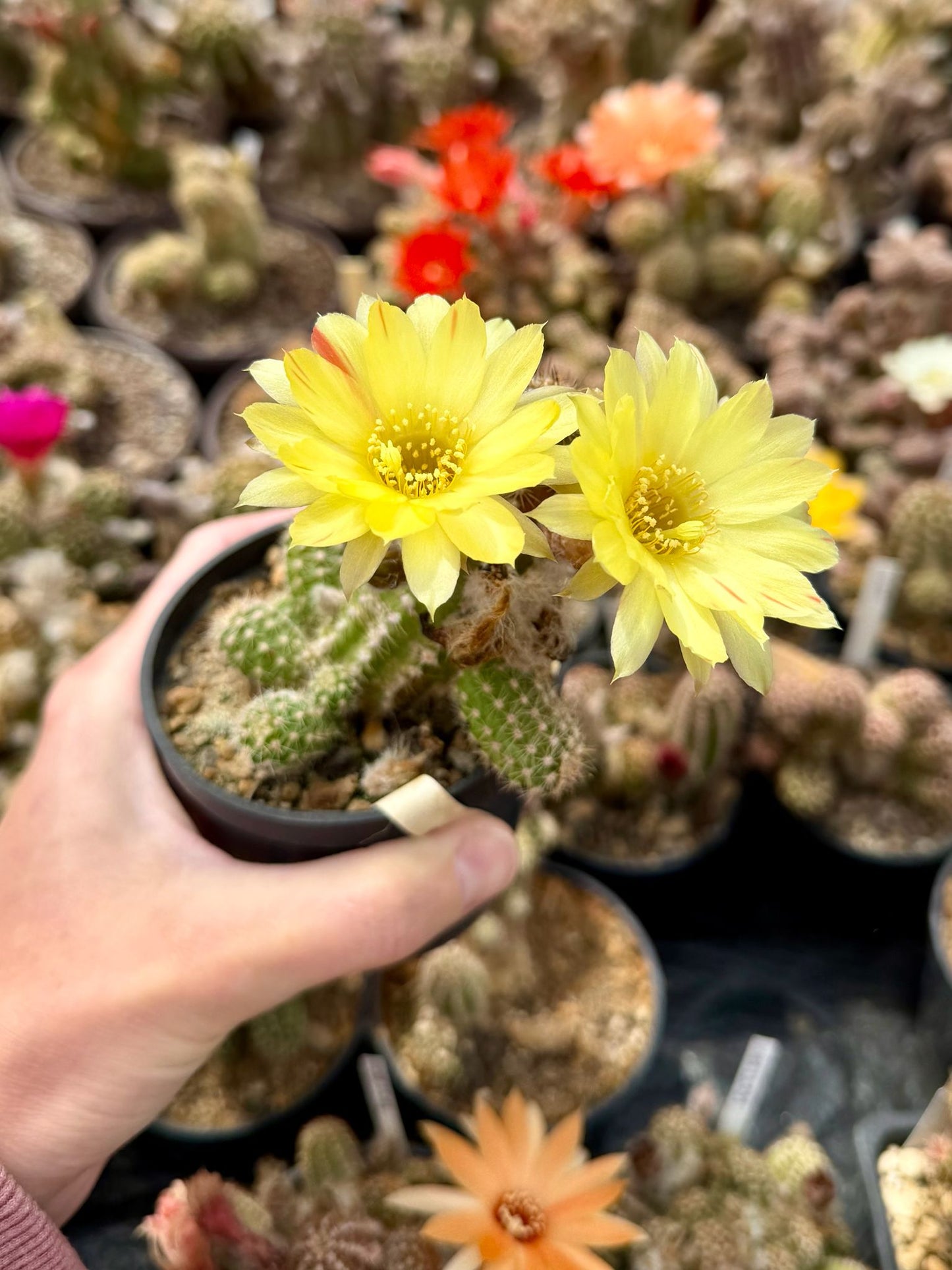 Chamaecereus hybr. Parrot