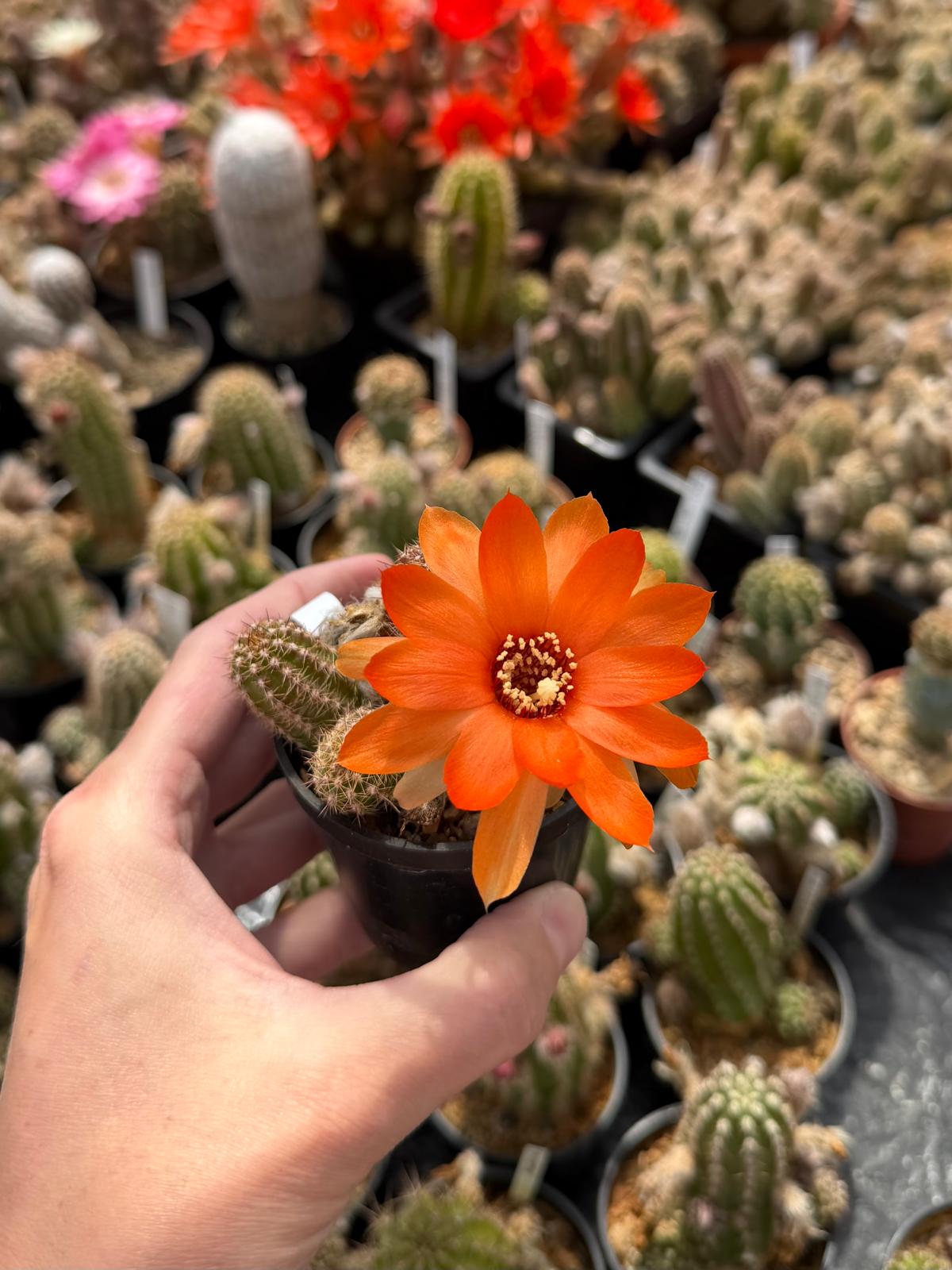 Chamaecereus hybr. Hajek 26.003