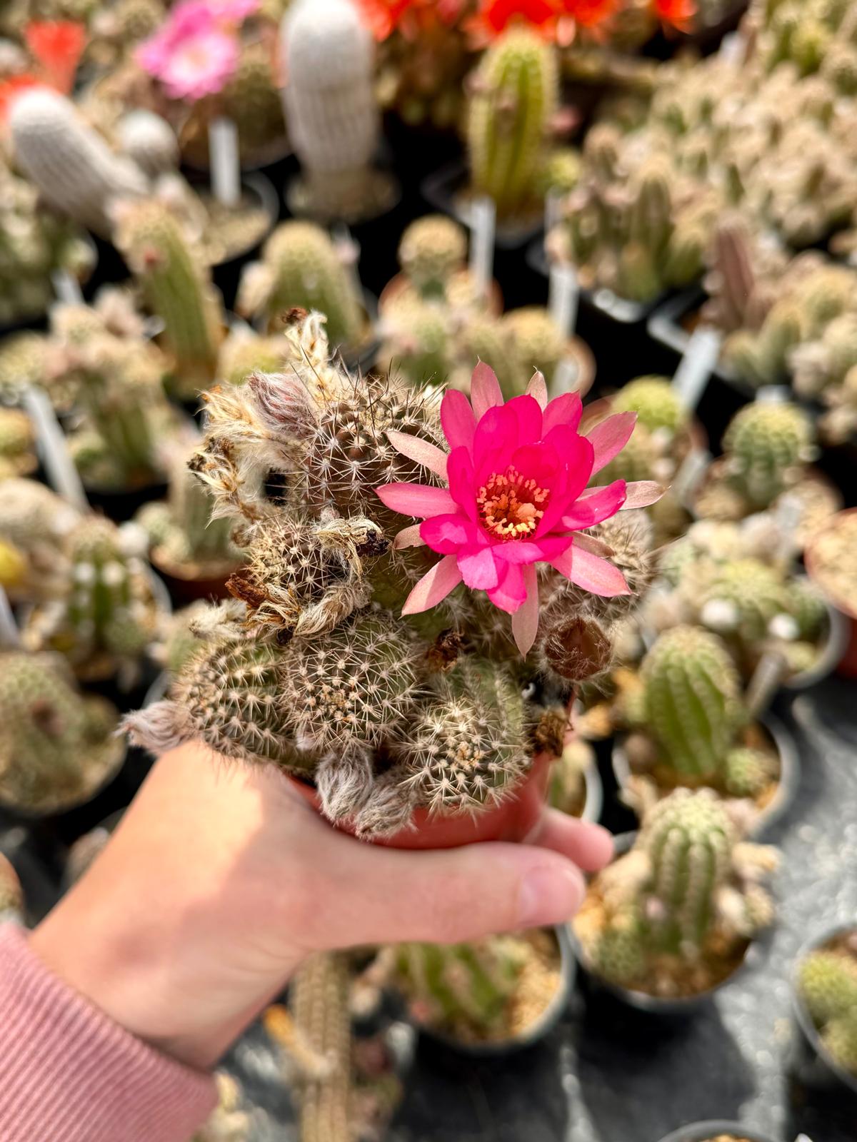Chamaecereus hybr. Hajek 26.002
