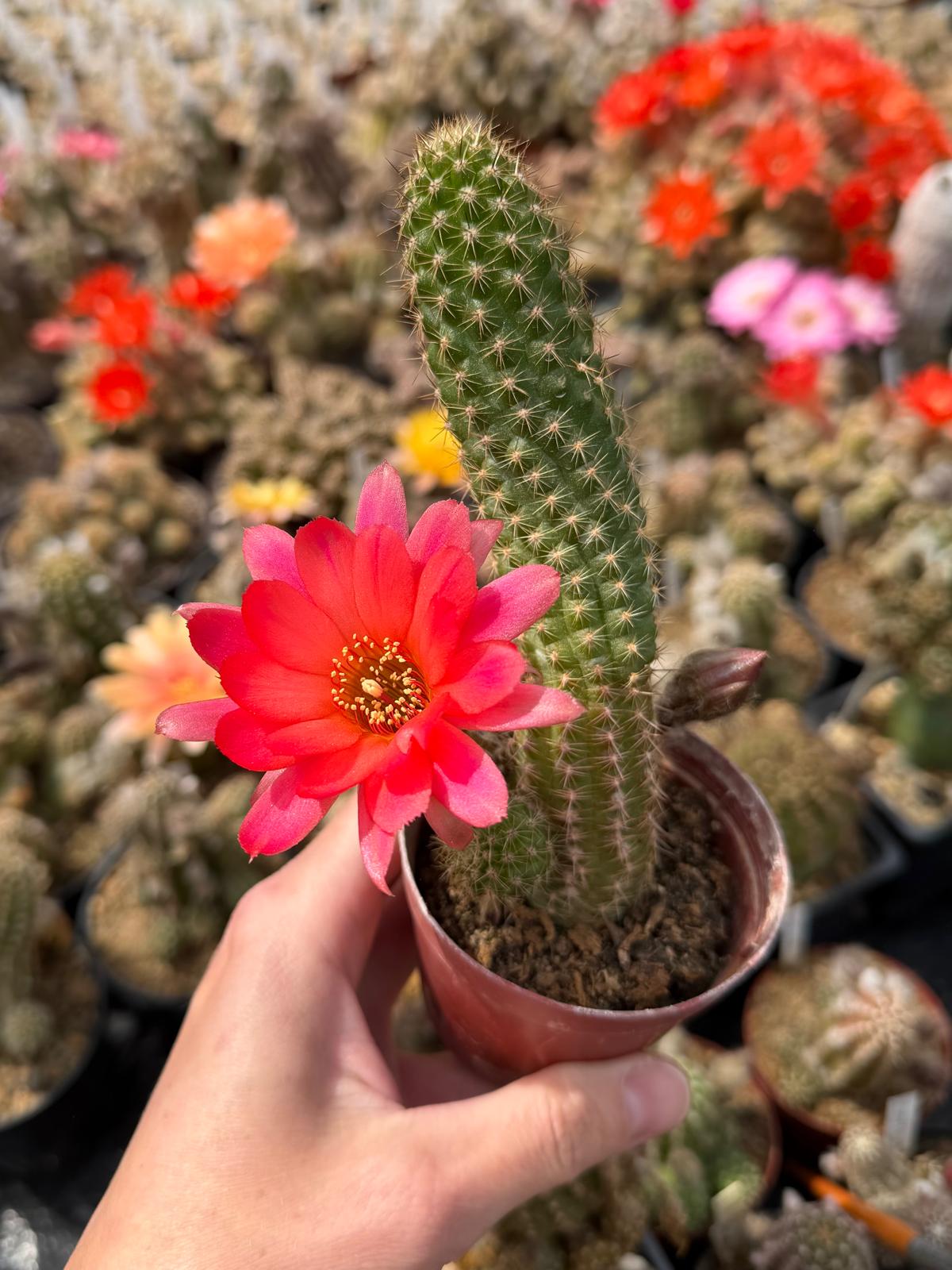 Chamaecereus hybr. Hajek 25.001