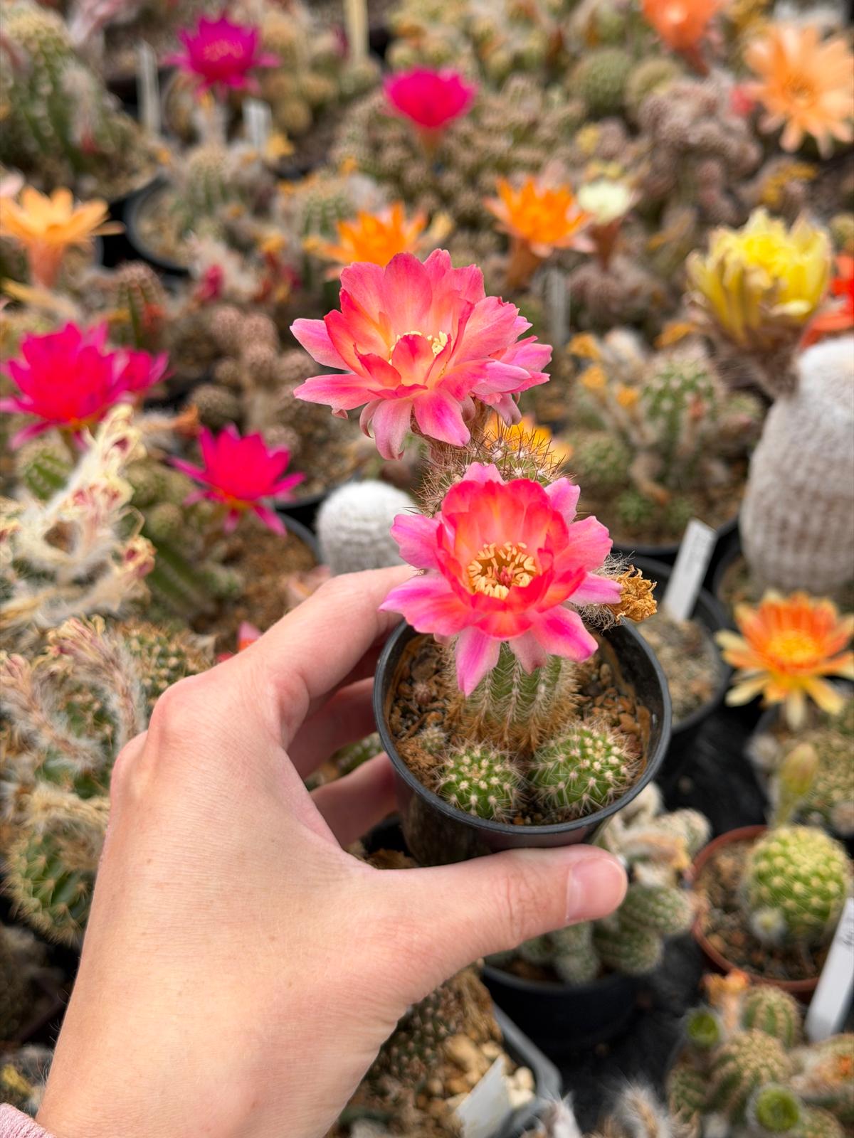 Chamaecereus hybr. PAN 17.8.111