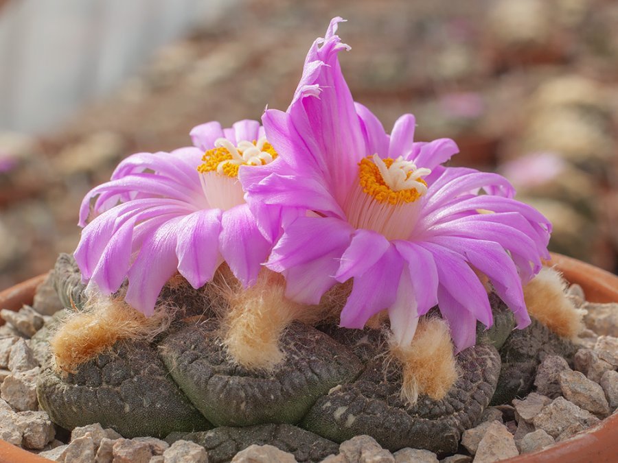 Ariocarpus fissuratus ssp. lloydii VZD 187 Macuyú, Coah - 10 seeds