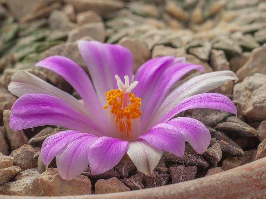 Ariocarpus kotschoubeyanus RS 273 Huizache, SLP - 10 seeds