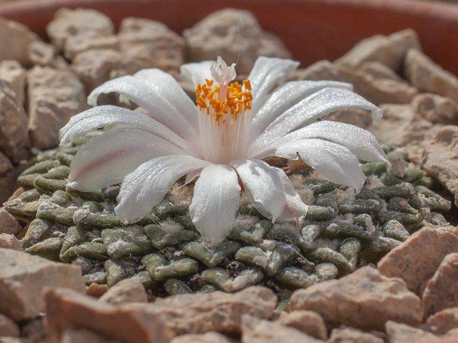 Ariocarpus kotschoubeyanus var. albiflorus Mamaleon, Tam