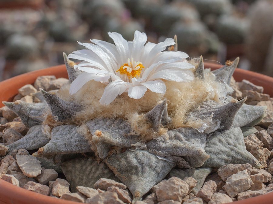 Ariocarpus retusus SB 68 Coronel, SLP - 10 seeds