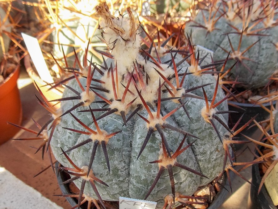 Echinocactus horizonthalonius Buňuelos, Coah - 10 seeds