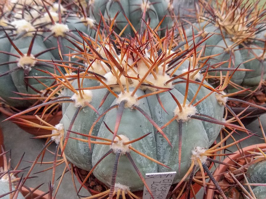 Echinocactus horizonthalonius El Pegueto, Icamole, NL - 10 seeds