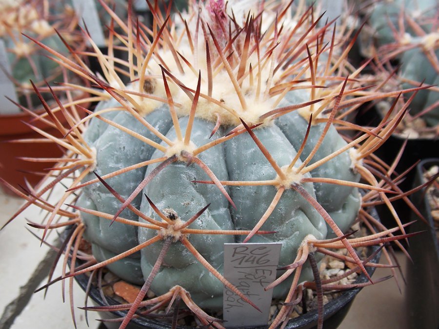 Echinocactus horizonthalonius RC 146 Est. Marte, Coah - 10 seeds