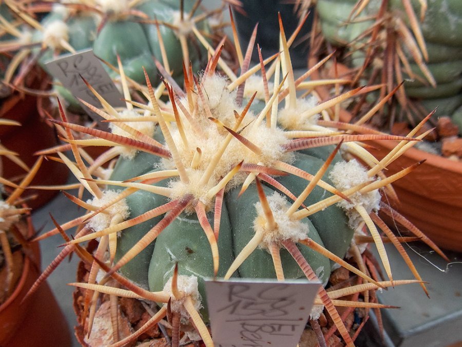 Echinocactus horizonthalonius RC 158 El Berrendo, Zac - 10 seeds