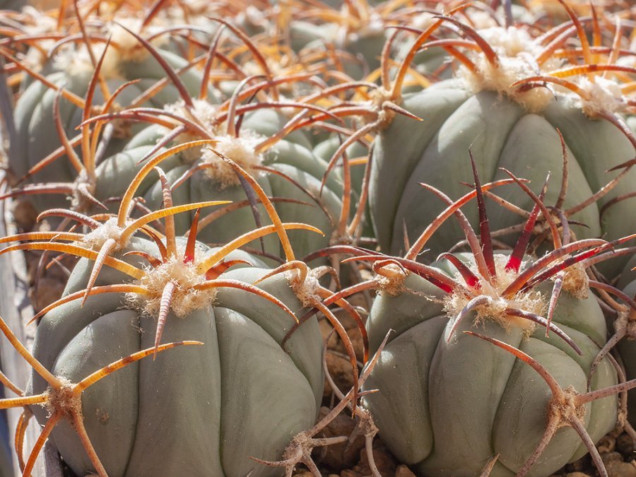 Echinocactus horizonthalonius RC 509 Persimmon Gap, Brewster Co, Tx