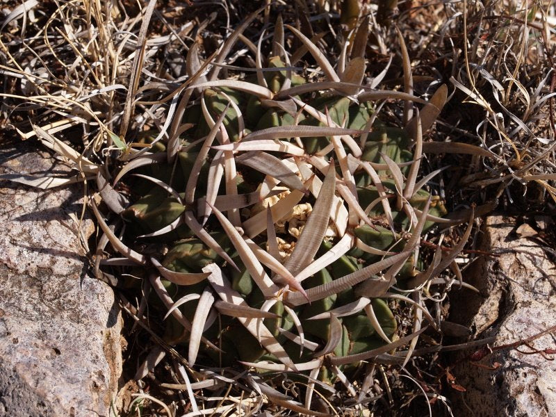 Echinofossulocactus coptonogonus VZD 1027 Chichimequillas, Zac